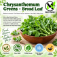 Broad Leaf Edible Chrysanthemum Seeds – Heirloom Non-GMO Tần Ô Lá Bự