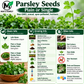 Plain or Single Parsley Seeds – Heirloom Non-GMO