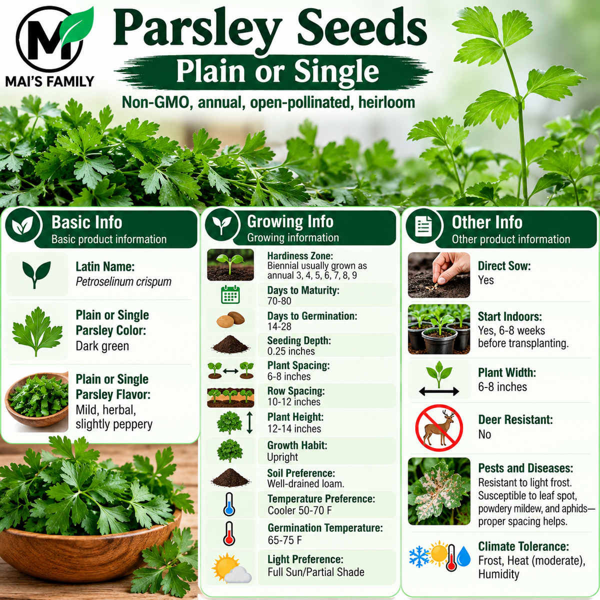 Plain or Single Parsley Seeds – Heirloom Non-GMO