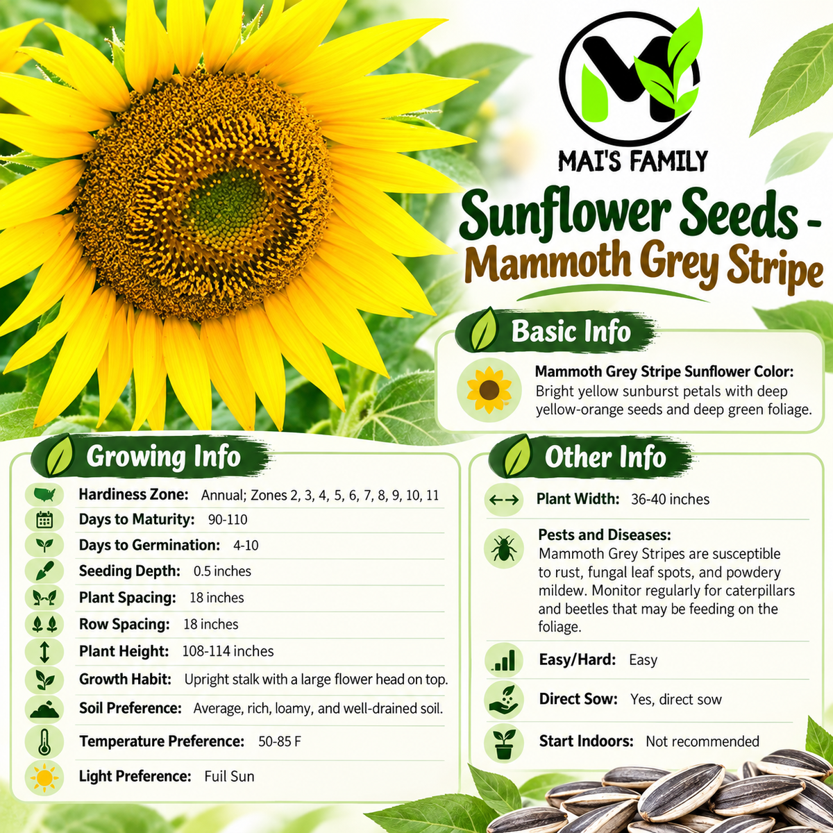 Mammoth Grey Stripe Sunflower Seeds – Giant Yellow Annual