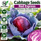 Red Express Cabbage Seeds – Heirloom Non-GMO Open-Pollinated