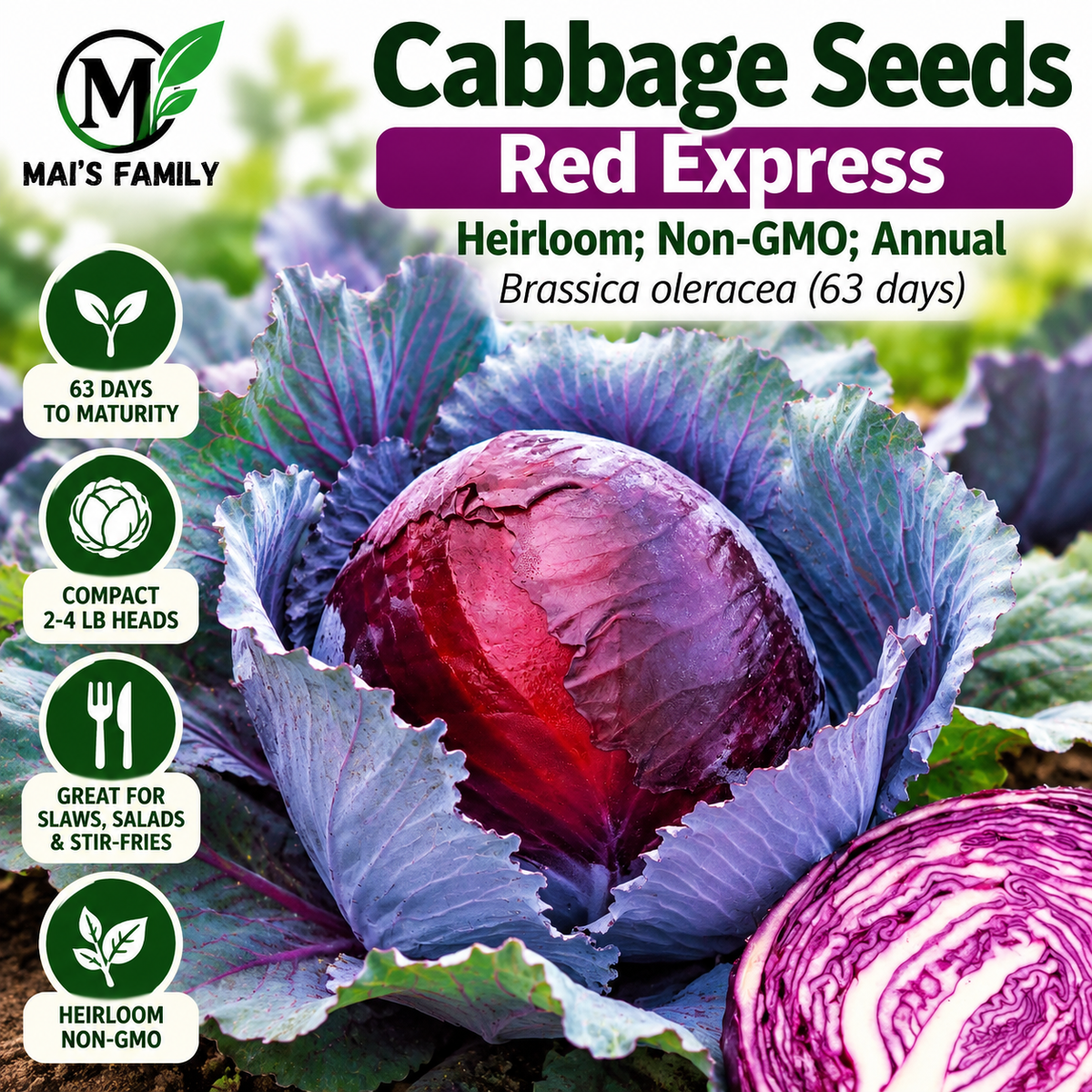 Red Express Cabbage Seeds – Heirloom Non-GMO Open-Pollinated