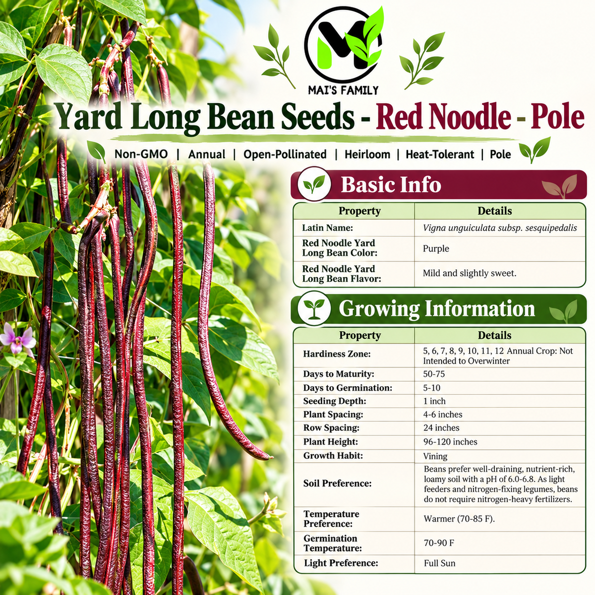 Red Noodle Yard Long Bean Seeds – Heirloom Non-GMO Pole Bean