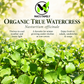 Organic Watercress Seeds – Heirloom Perennial Herb Cải Xoong