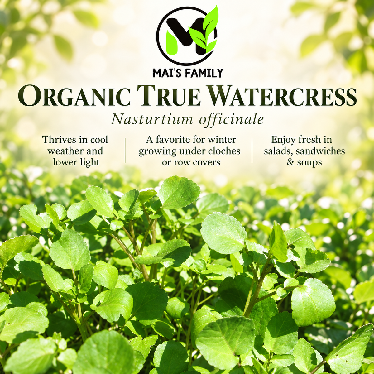 Organic Watercress Seeds – Heirloom Perennial Herb Cải Xoong