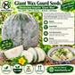 Giant Wax Gourd Seeds – Heirloom Non-GMO Winter Melon