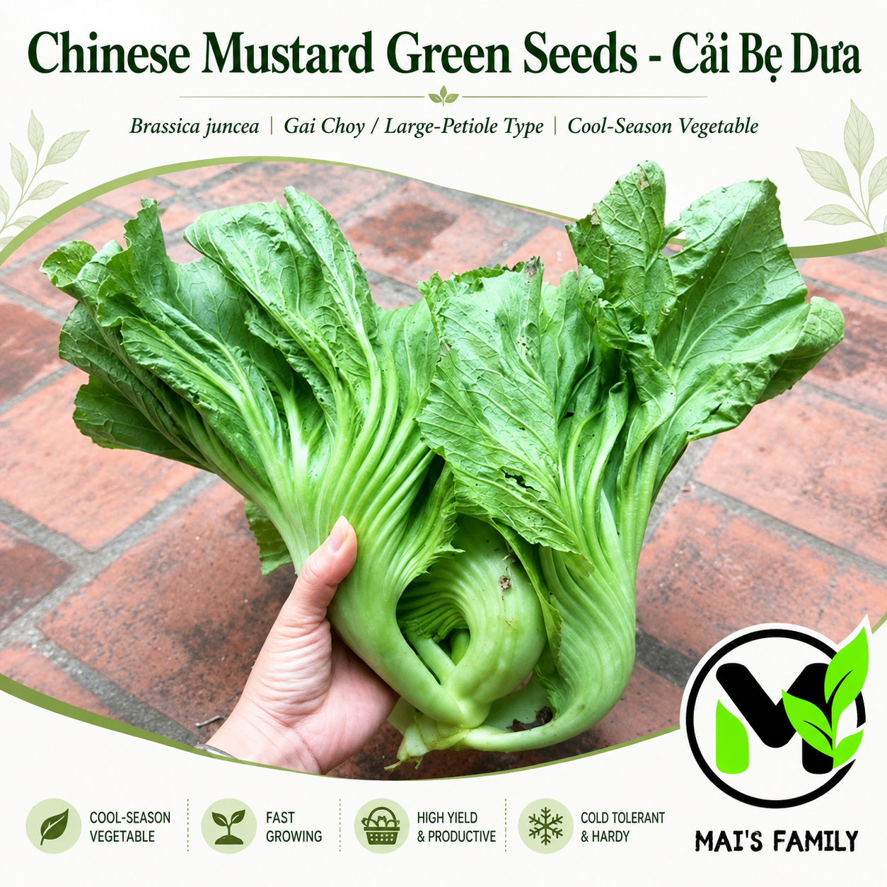 Chinese Mustard Green Seeds – Cải Bẹ Dưa | Gai Choy | Brassica juncea