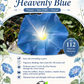 Heavenly Blue Morning Glory Seeds – Non-GMO Annual Climbing Vine