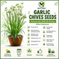 Garlic Chives Seeds – Heirloom Non-GMO Perennial Herb