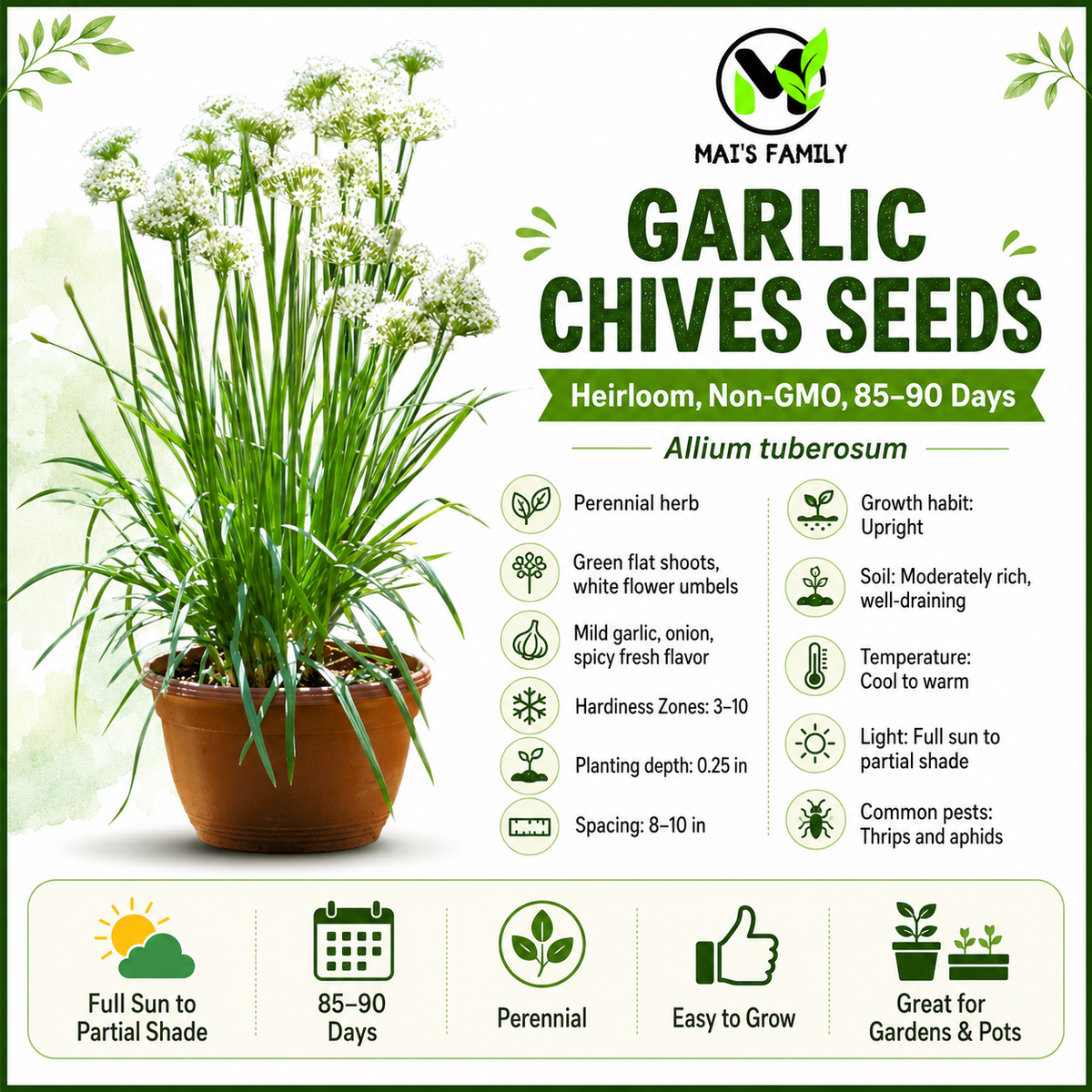 Garlic Chives Seeds – Heirloom Non-GMO Perennial Herb