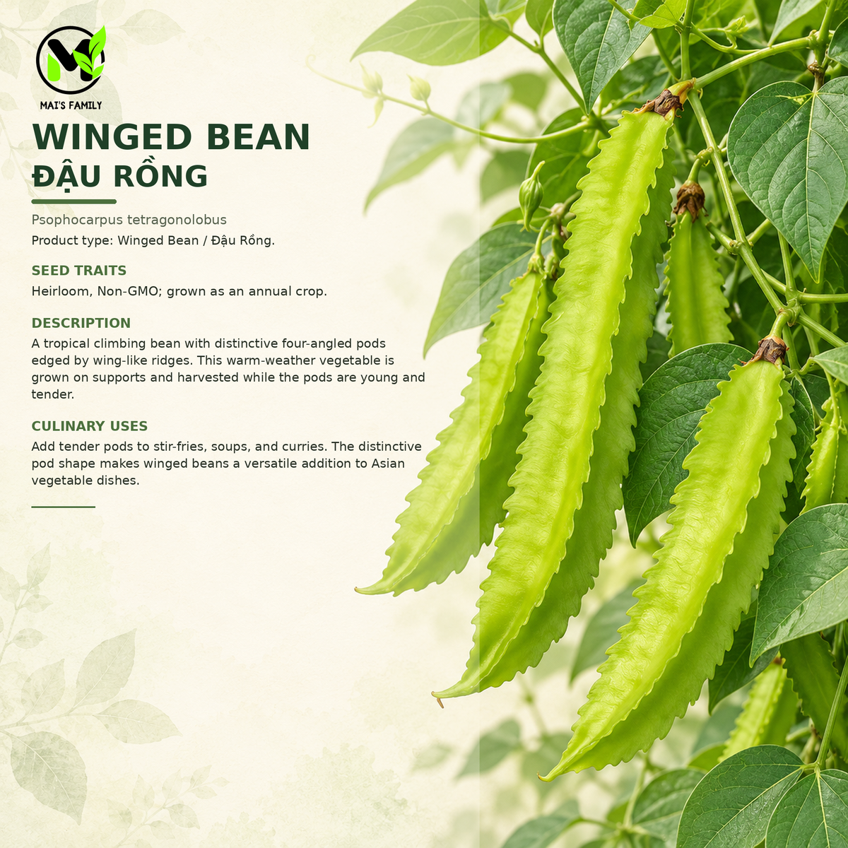 四棱豆 ( Đậu Rồng) 種子 - 傳家寶，非基因