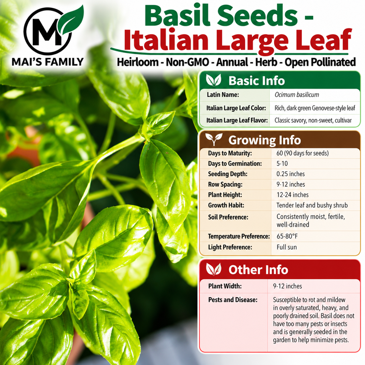 Italian Large Leaf Basil Seeds – Heirloom Non-GMO