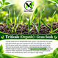 Organic Triticale Grass Seeds – Non-GMO Annual Cereal Grass