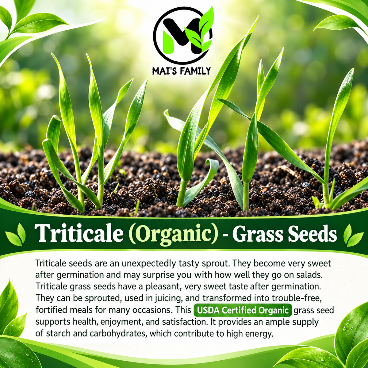 Organic Triticale Grass Seeds – Non-GMO Annual Cereal Grass