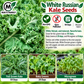 White Russian Kale Seeds – Non-GMO Open-Pollinated