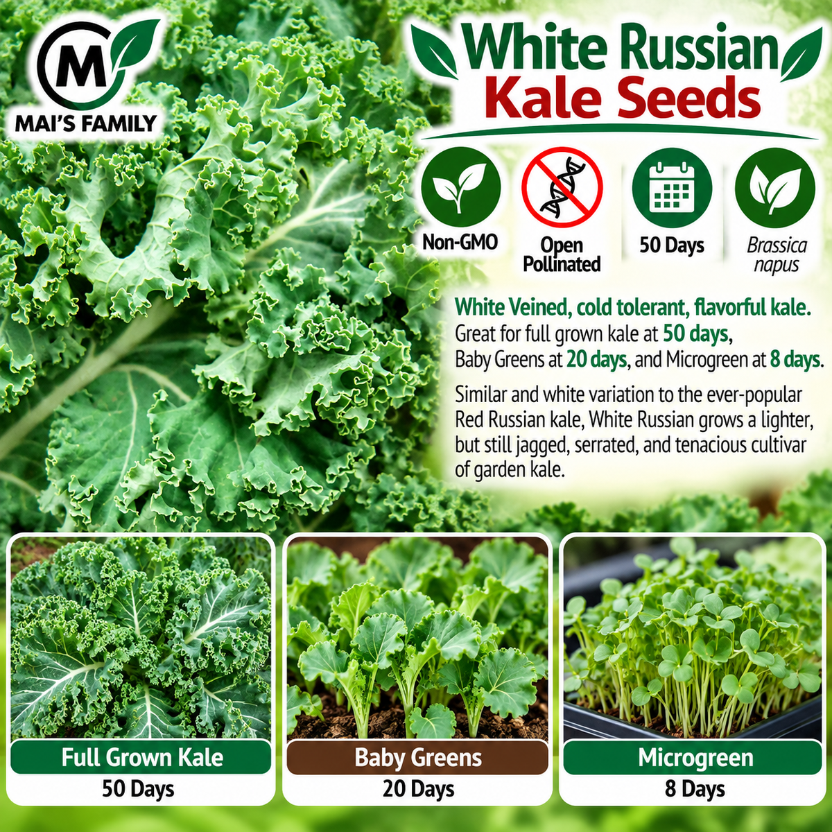 White Russian Kale Seeds – Non-GMO Open-Pollinated