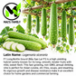 Long Bottle Gourd Stars F1 Seeds – Non-GMO Bau Sao Hybrid- Bầu sao lai