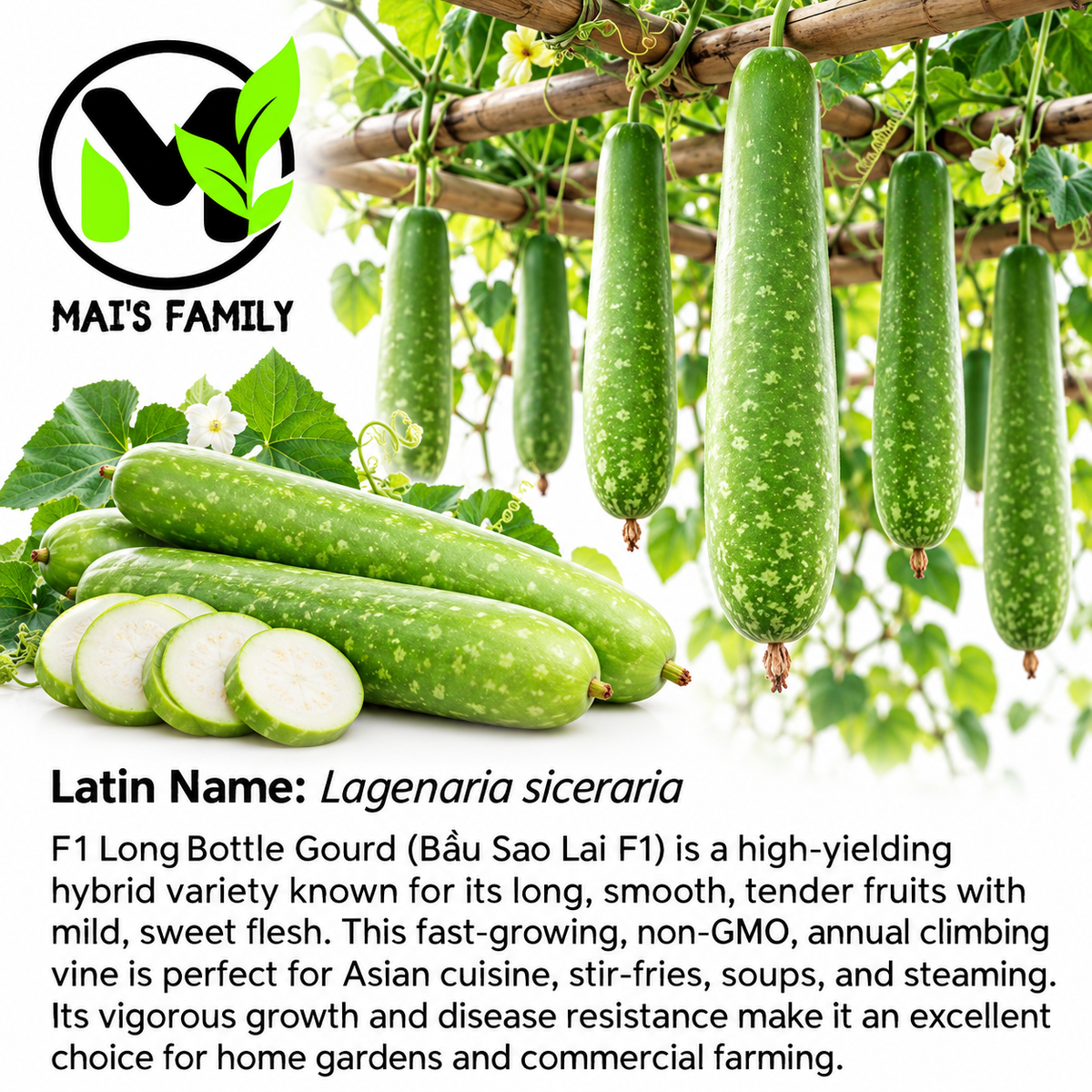 Long Bottle Gourd Stars F1 Seeds – Non-GMO Bau Sao Hybrid- Bầu sao lai