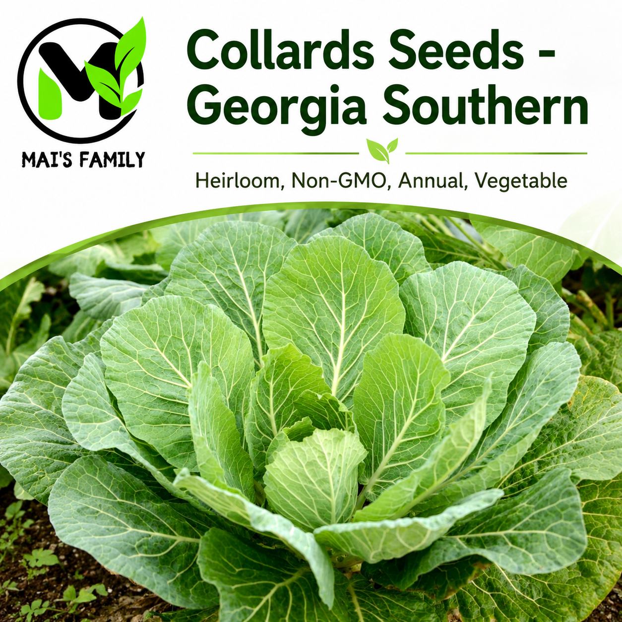 Georgia Southern Collard Green Seeds – Heirloom Non-GMO