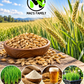 Organic Steptoe Barley – Unhulled Bulk Grain Seeds
