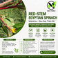 Red-Stem Molokhia Seeds – Egyptian Spinach – Rau Đay Thân Đỏ