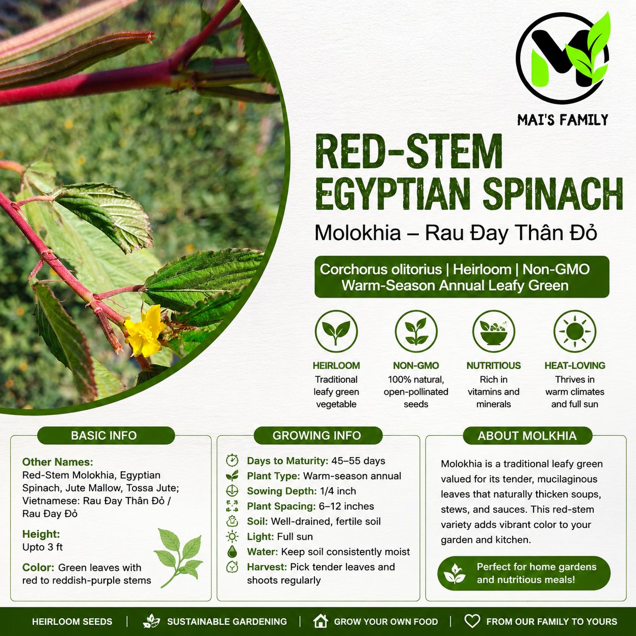 Red-Stem Molokhia Seeds – Egyptian Spinach – Rau Đay Thân Đỏ