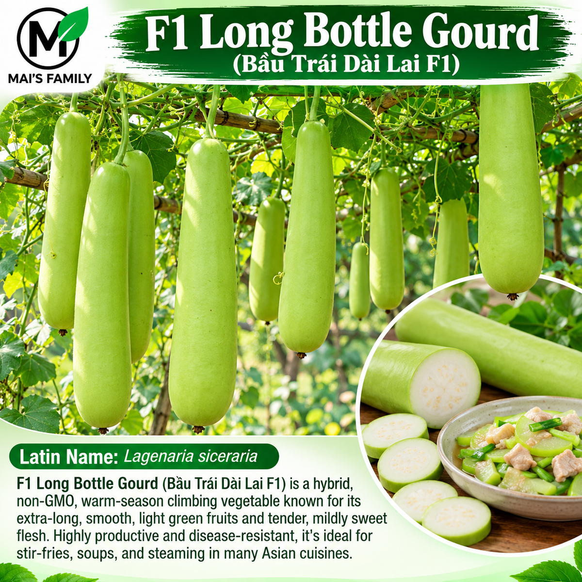 Long Bottle Gourd F1 Seeds – Non-GMO Calabash Opo Squash