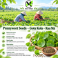 Pennywort Seeds Big Leaf - Gotu Kola Rau Má Lá Bự | Heirloom Non-GMO Perennial Herb