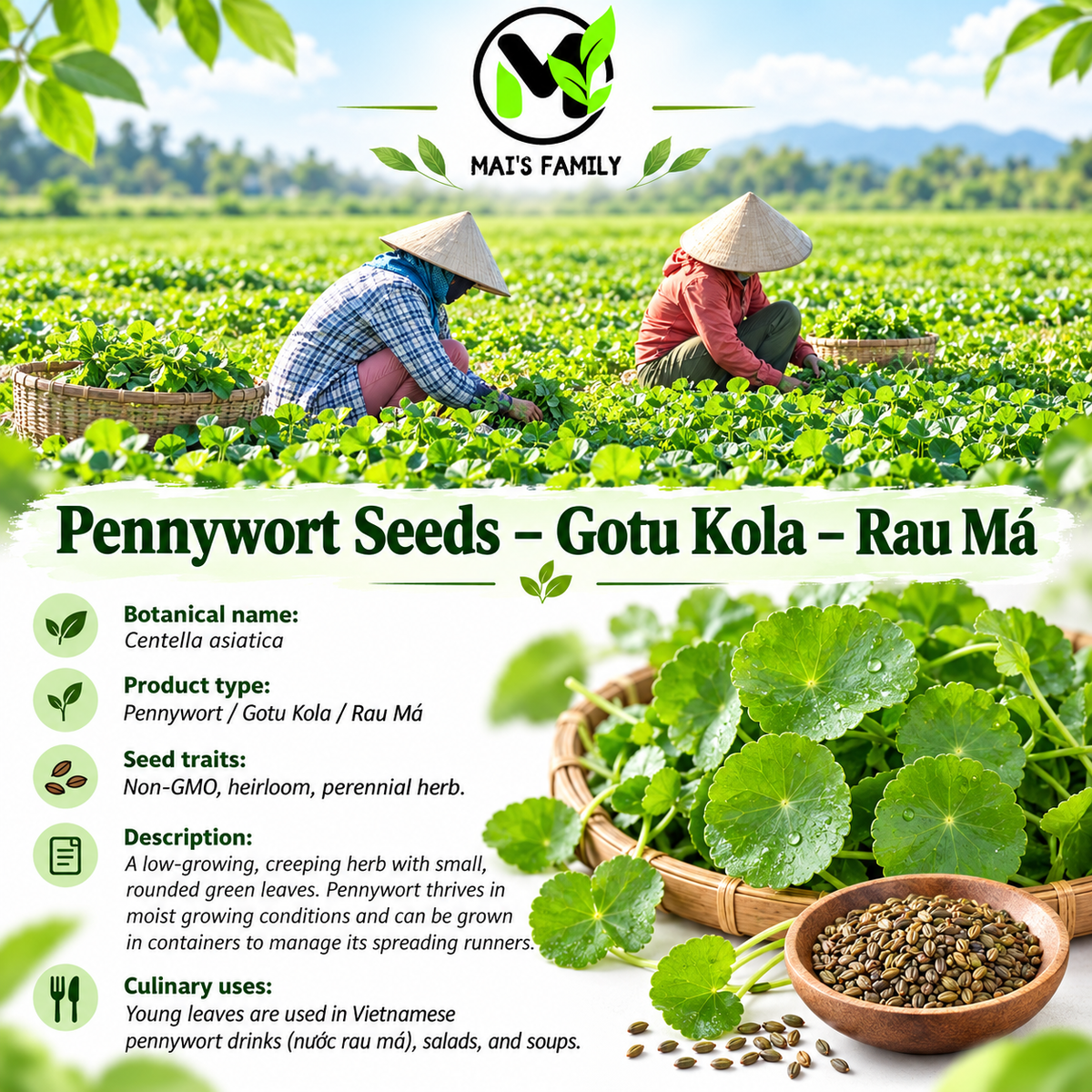 Pennywort Seeds Big Leaf - Gotu Kola Rau Má Lá Bự | Heirloom Non-GMO Perennial Herb