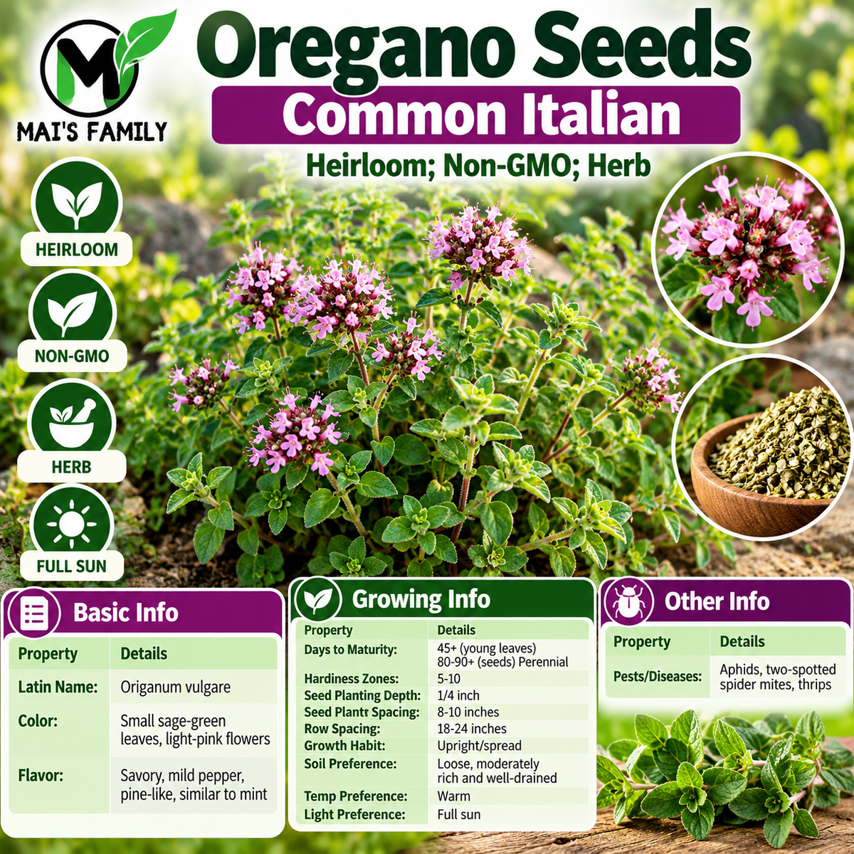Common Italian Oregano Seeds – Heirloom Non-GMO Perennial Herb