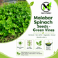 Green Malabar Spinach Seeds – Mồng Tơi Xanh | Heirloom, Non-GMO