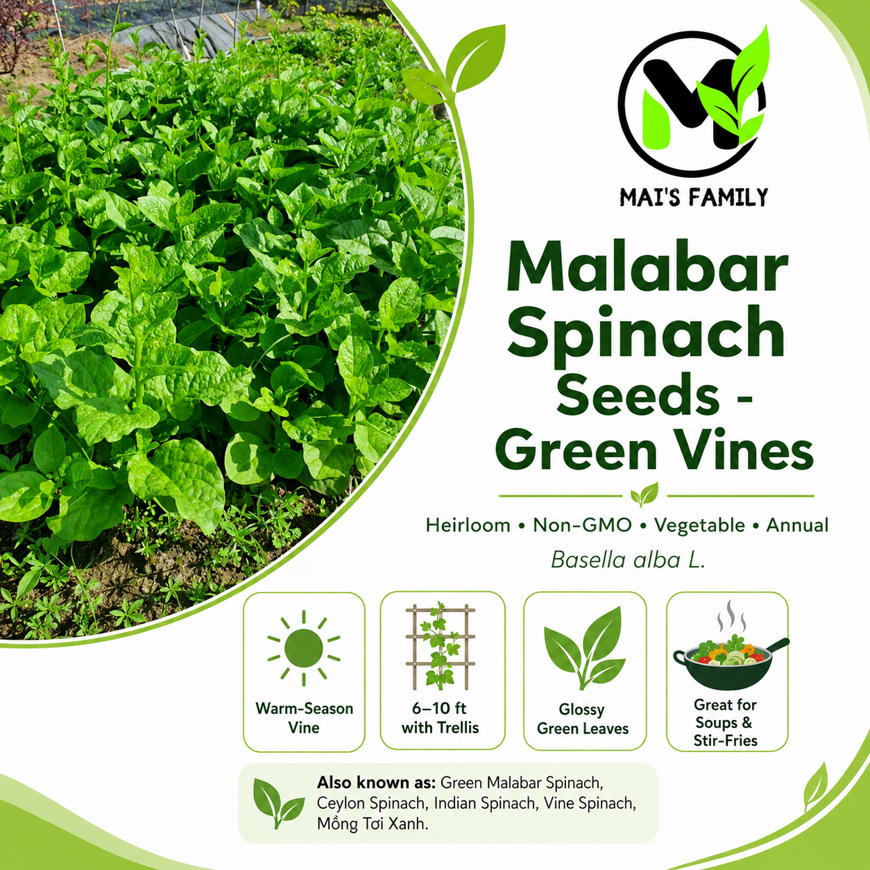 Green Malabar Spinach Seeds – Mồng Tơi Xanh | Heirloom, Non-GMO
