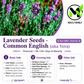 Common English Lavender Seeds – Vera | Heirloom, Non-GMO