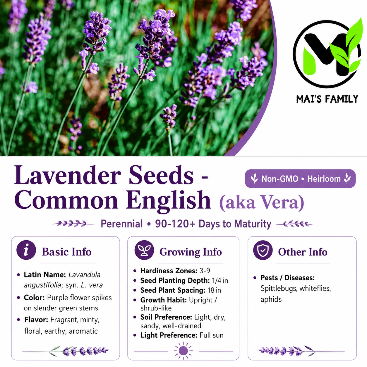 Common English Lavender Seeds – Vera | Heirloom, Non-GMO