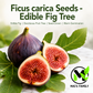 Ficus carica Seeds – Common Fig Deciduous Fruit Tree