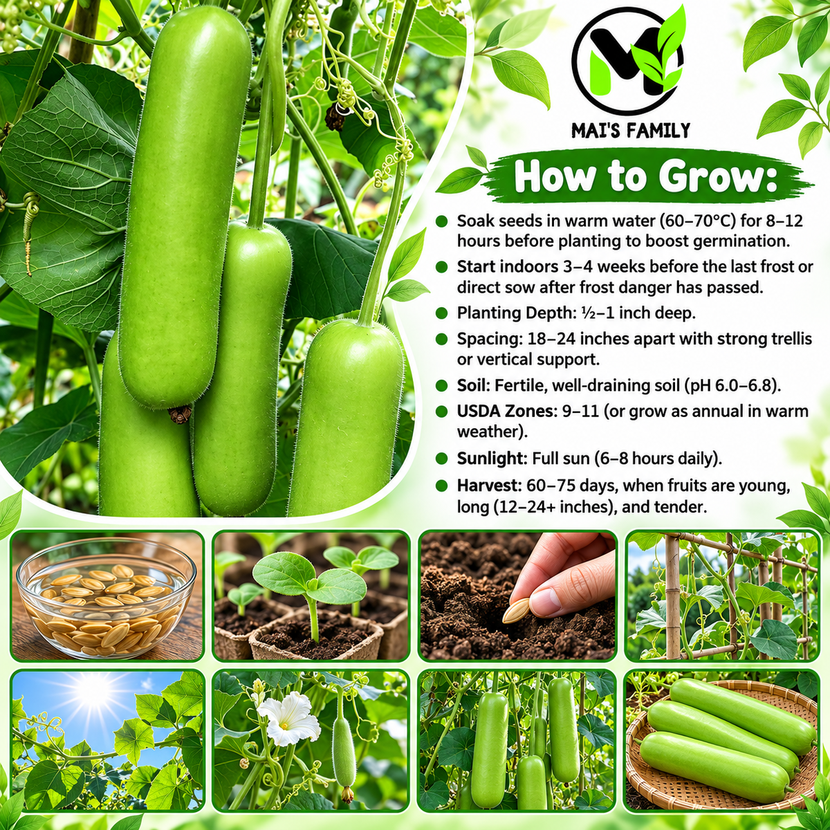 Long Bottle Gourd F1 Seeds – Non-GMO Calabash Opo Squash