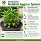Molokhia Egyptian Spinach Seeds – Rau Đay Xanh | Corchorus olitorius | Heirloom Non-GMO
