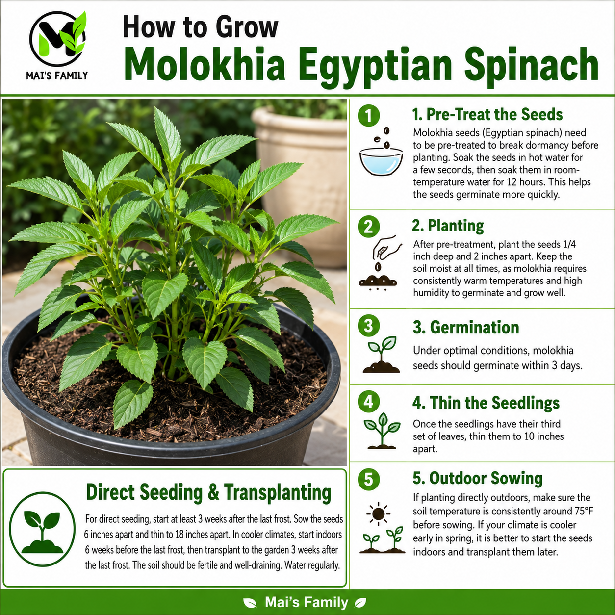Molokhia Egyptian Spinach Seeds – Rau Đay Xanh | Corchorus olitorius | Heirloom Non-GMO