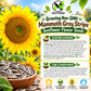 Mammoth Grey Stripe Sunflower Seeds – Giant Yellow Annual