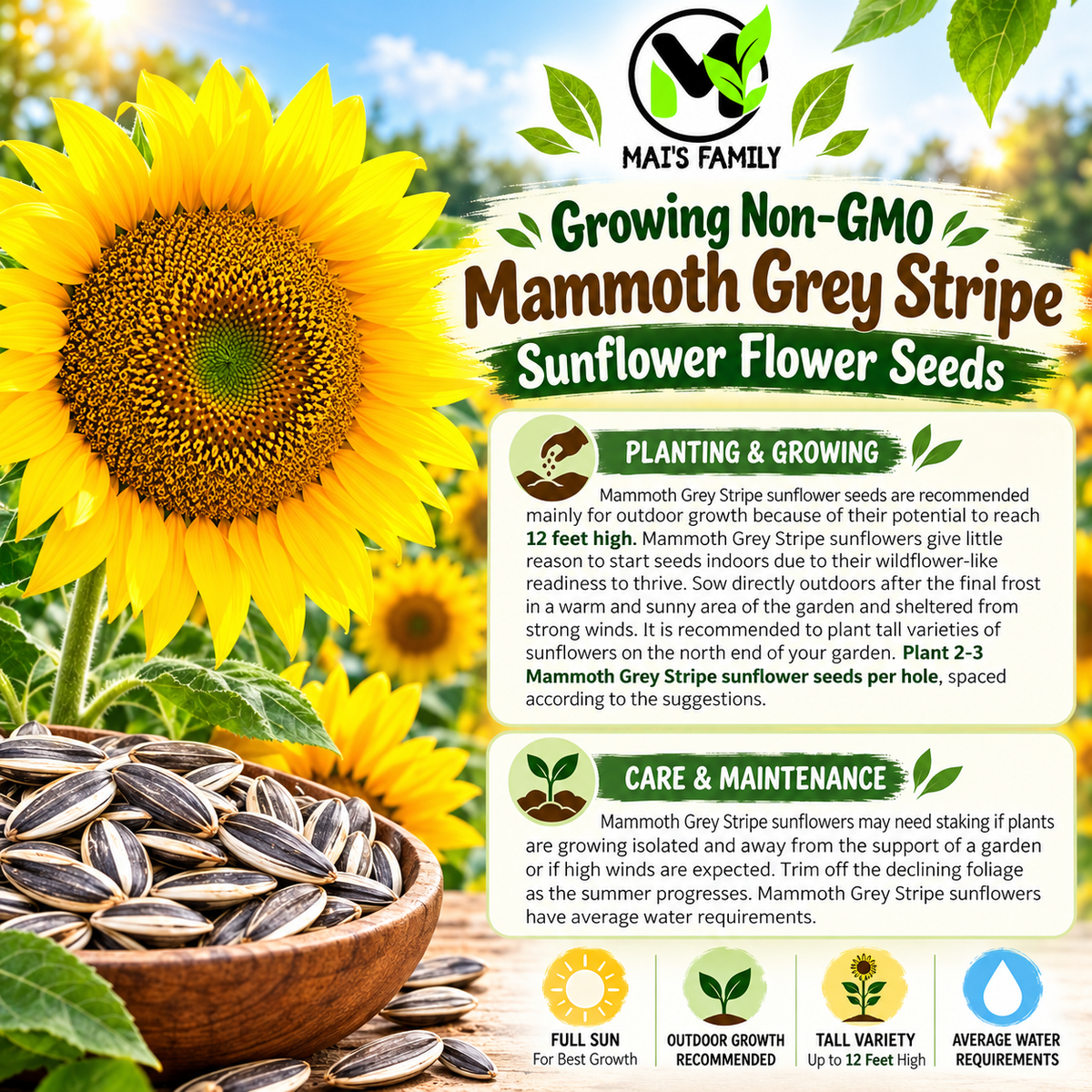 Mammoth Grey Stripe Sunflower Seeds – Giant Yellow Annual