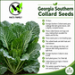Georgia Southern Collard Green Seeds – Heirloom Non-GMO