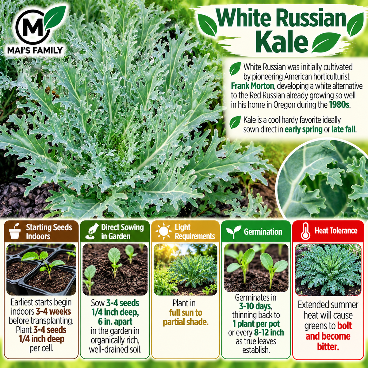 White Russian Kale Seeds – Non-GMO Open-Pollinated