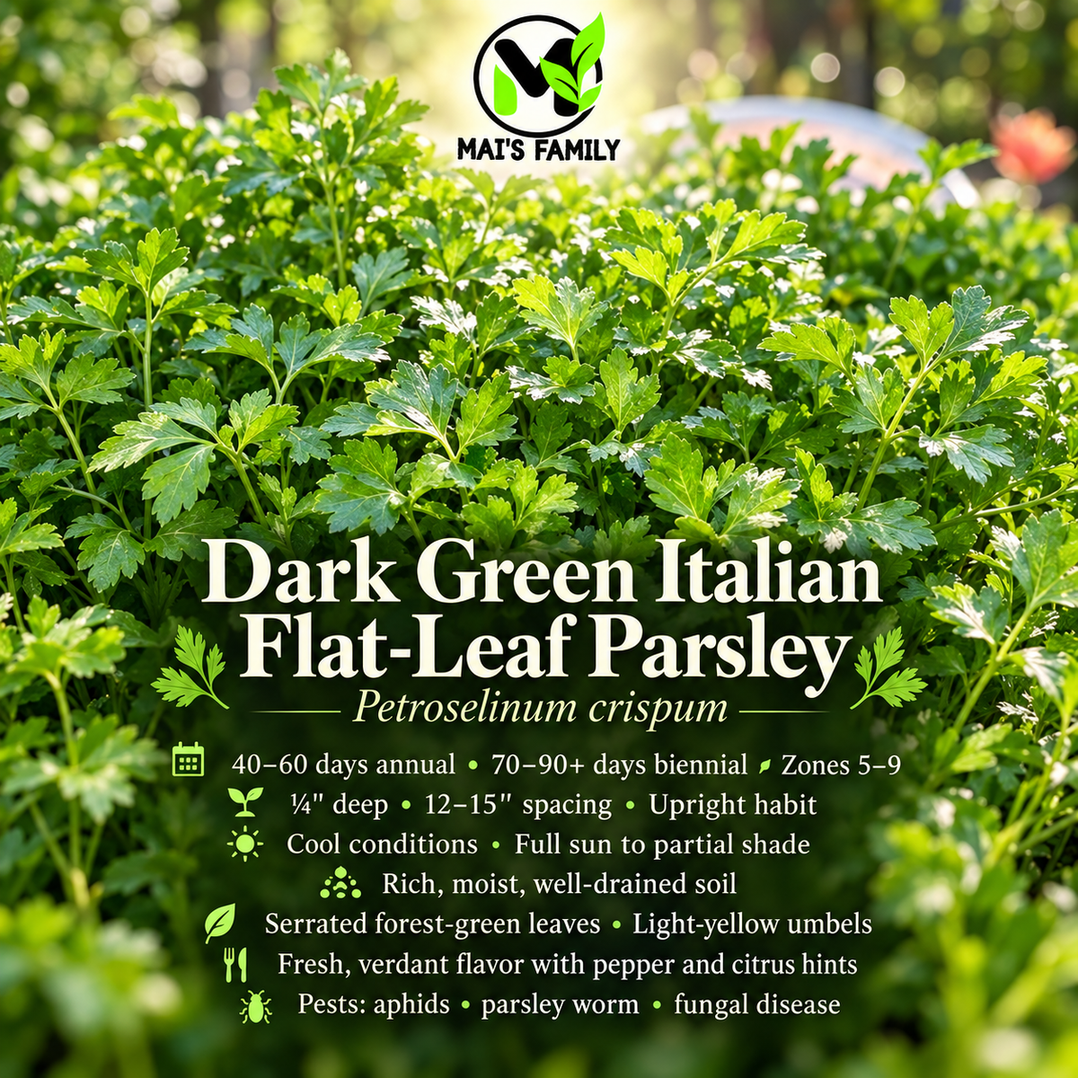 Dark Green Italian Flat Leaf Parsley Seeds – Heirloom Non-GMO