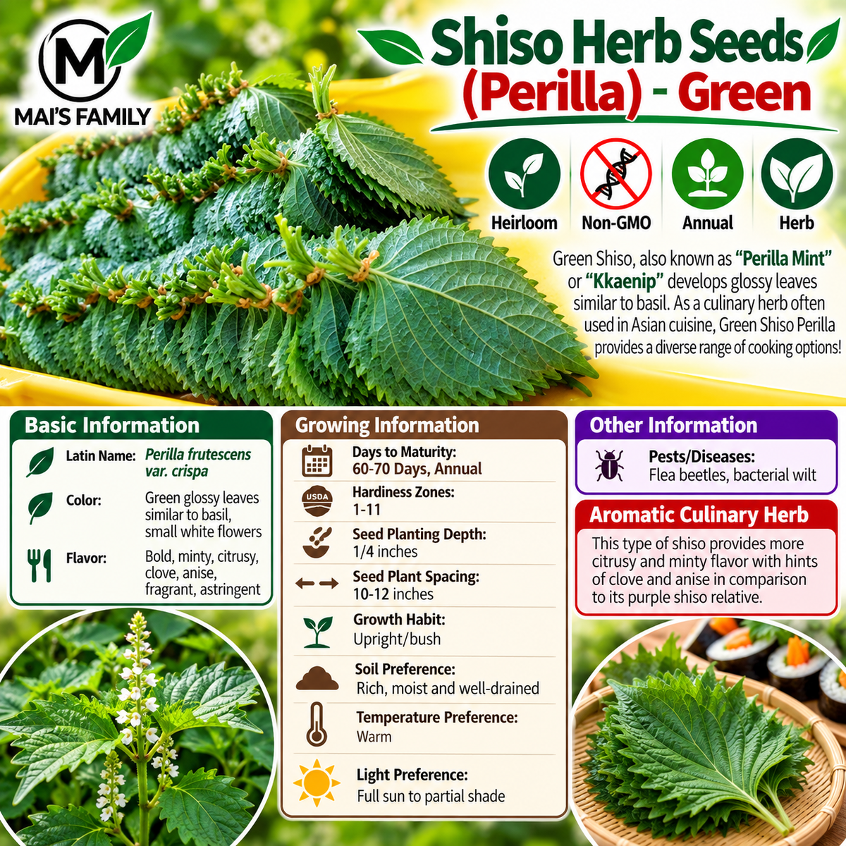 Green Shiso Perilla Seeds – Heirloom Non-GMO Culinary Herb