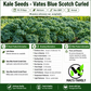 Vates Blue Scotch Curled Kale Seeds – Heirloom, Non-GMO