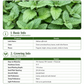 Lemon Balm Seeds – Melissa officinalis Heirloom Non-GMO Perennial Herb