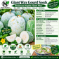 Giant Wax Gourd Seeds – Heirloom Non-GMO Winter Melon