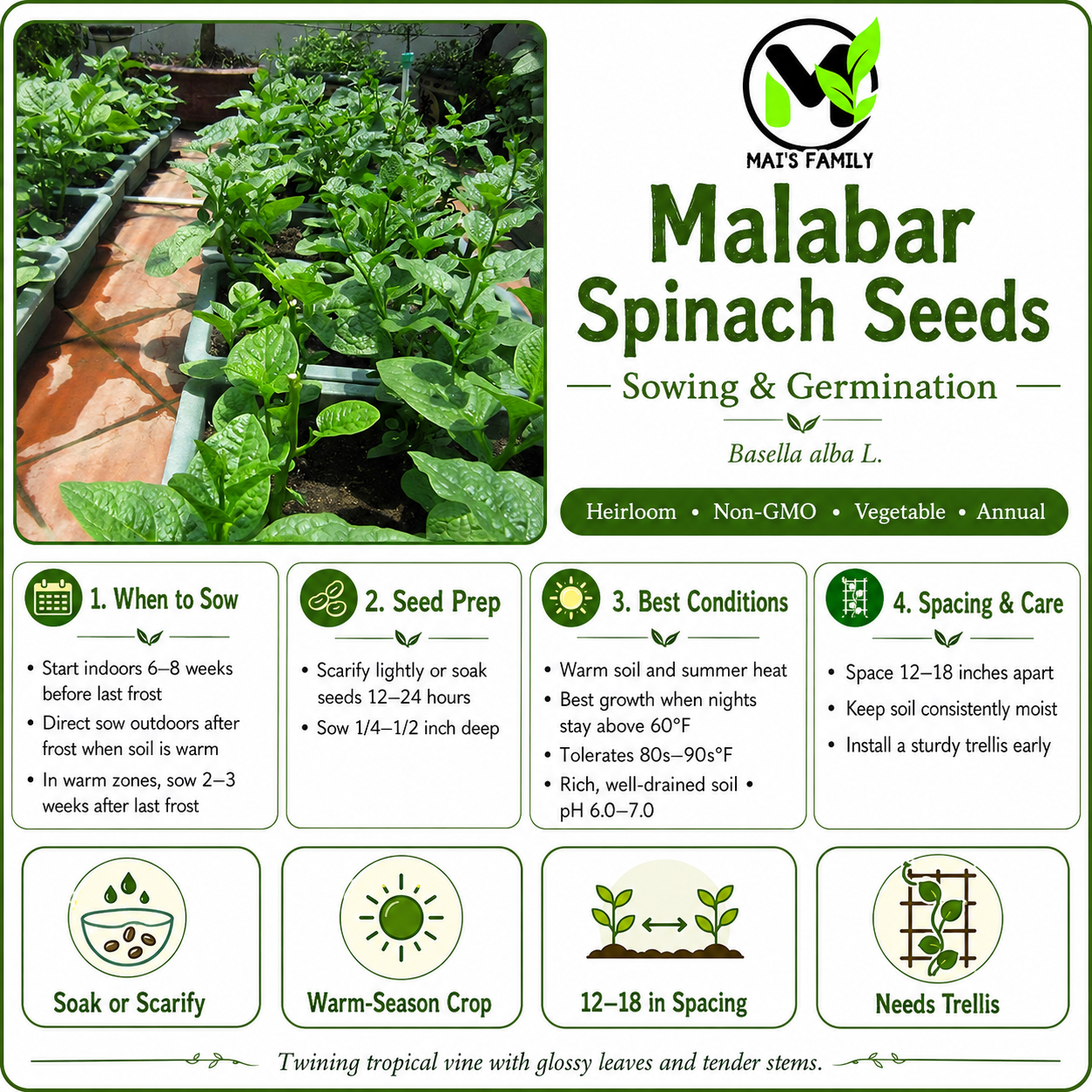 Green Malabar Spinach Seeds – Mồng Tơi Xanh | Heirloom, Non-GMO
