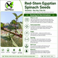 Red-Stem Molokhia Seeds – Egyptian Spinach – Rau Đay Thân Đỏ