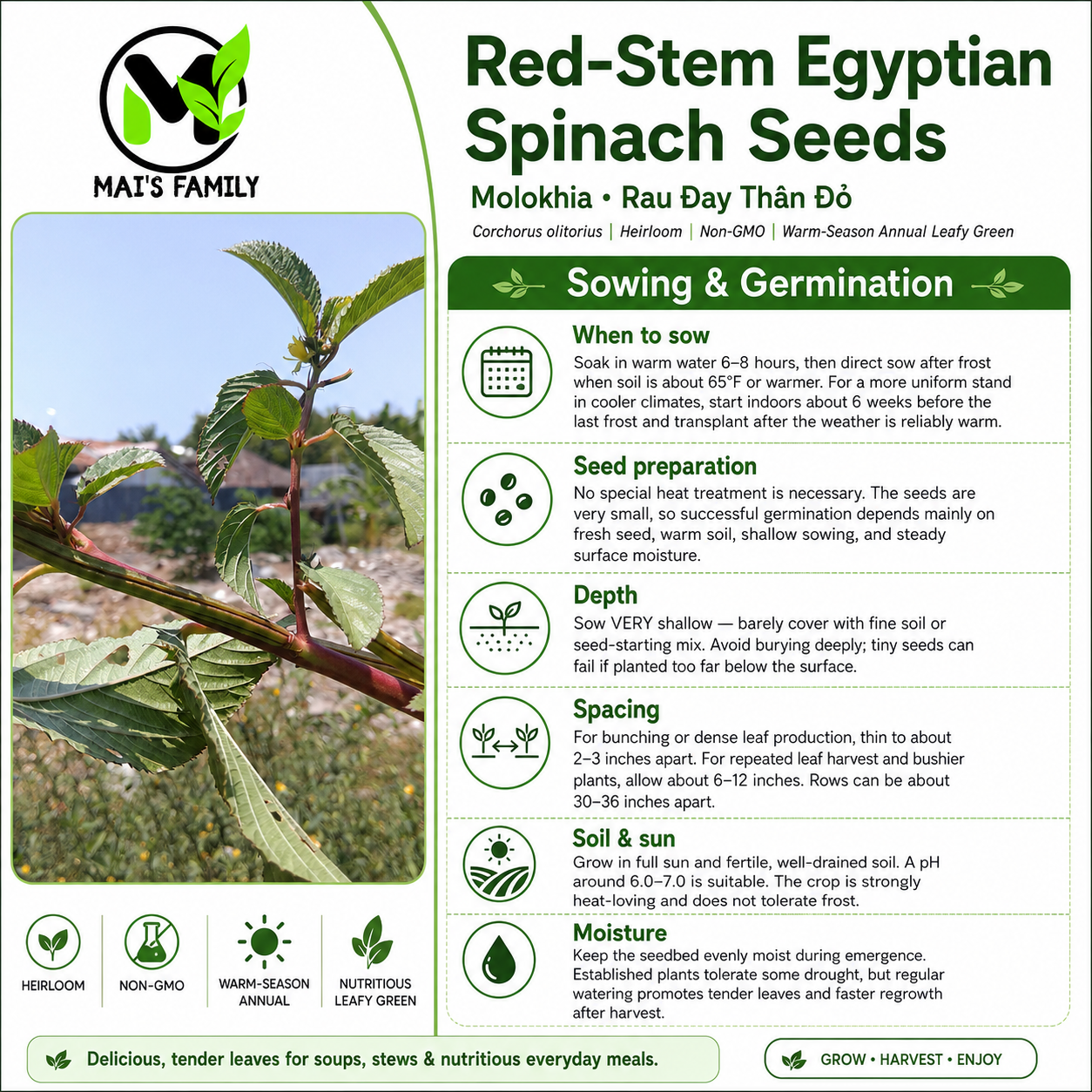 Red-Stem Molokhia Seeds – Egyptian Spinach – Rau Đay Thân Đỏ